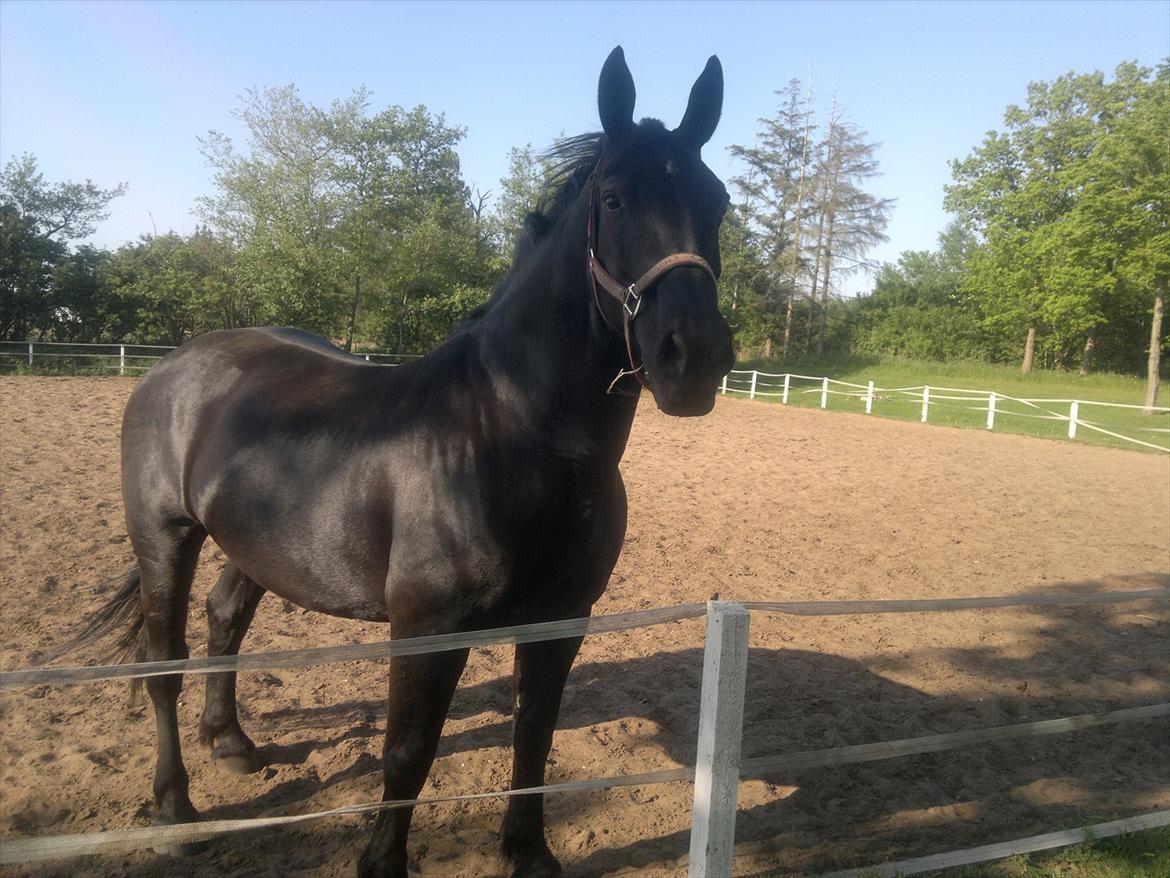 Oldenborg Lamour Højbogård billede 5