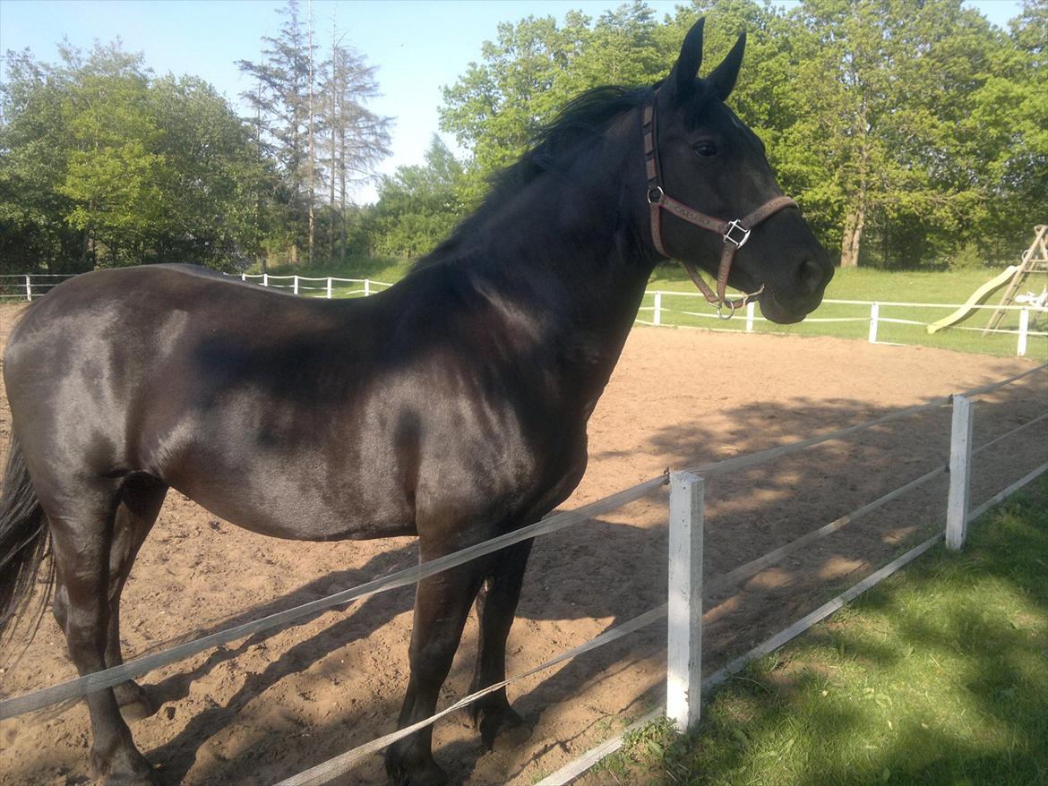 Oldenborg Lamour Højbogård billede 6