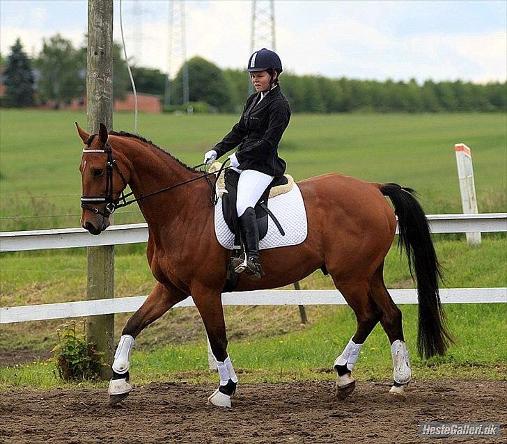 Tysk Varmblod Mac Kenroy - Revelhøj Trænings stævne :D
Lørdag d. 16 Juni 2012

Fotograf: Pia Lundberg :p billede 11