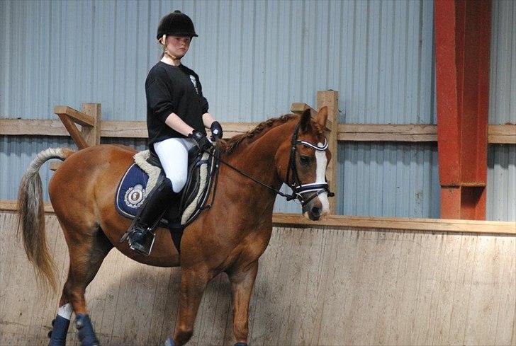 Anden særlig race Dreamer - Billed taget af: Marianne. billede 1