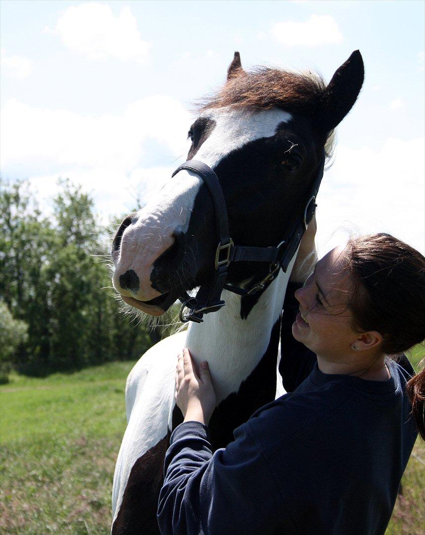 Tobiano Friesian - Amigo | Skovbjerggårds Frieser | - Det fantastiske kløsted! ♥ (2012) billede 14