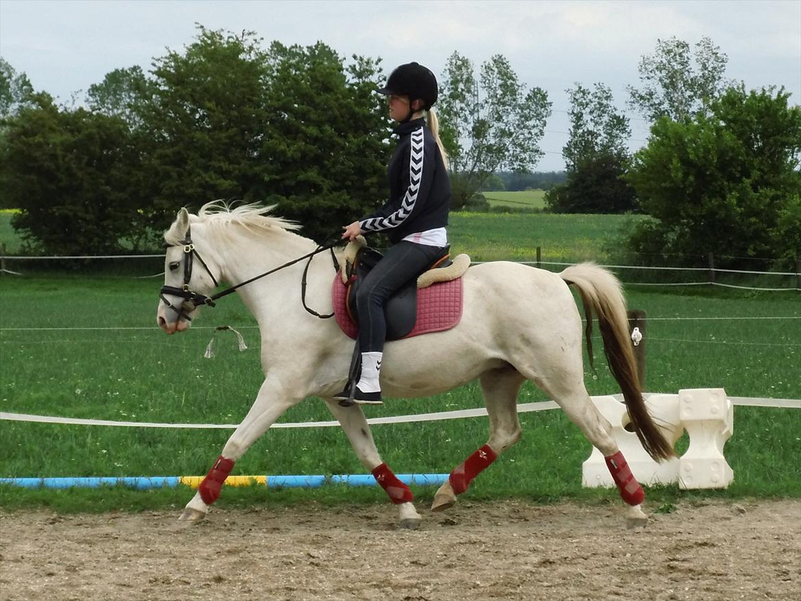 Welsh Pony (sec B) Skovbjergs Blai! (Blæverdyret) - Dressur træning den 19/6 2012
her i en øgning:D billede 8
