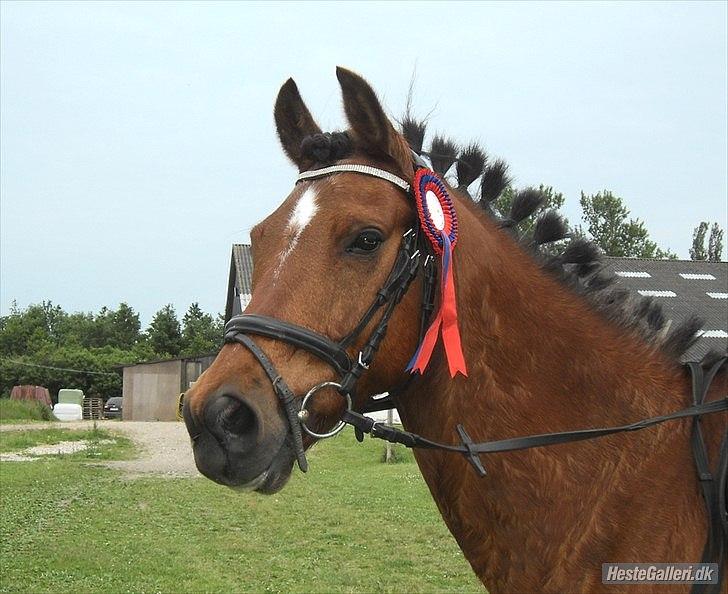 DSP Sultan fra Højbo<3 billede 10