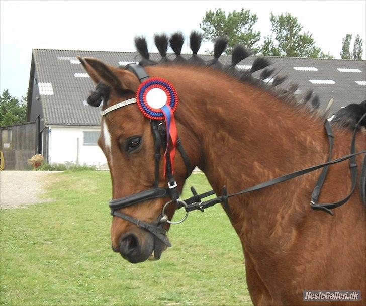 DSP Sultan fra Højbo<3 billede 6