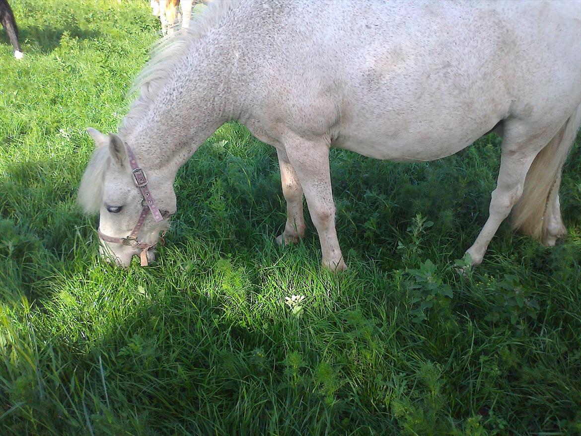 Anden særlig race Lukas<33 billede 20