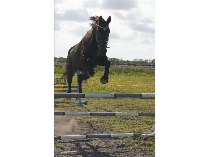 {{currentPhoto.altText}} billede {{currentPhoto.number}}