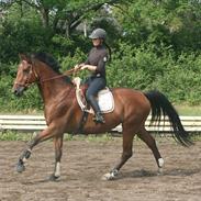 Dansk Varmblod Alexía