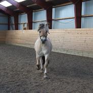 Fjordhest Højgaards Jaco