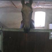 Traver Oh Prins Bravur