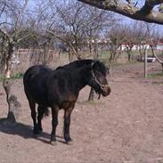 Dartmoor Ragna (himmelhest)