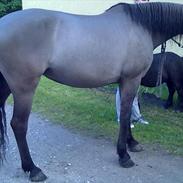 Anden særlig race Monik,en funklende stjerne på himlen