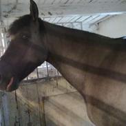 Anden særlig race Monik,en funklende stjerne på himlen