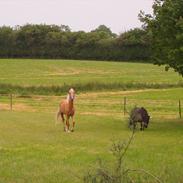 Palomino lucky starlight