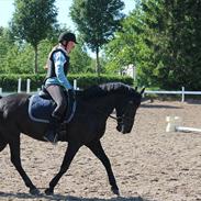 Hollandsk Sportspony Black Jack