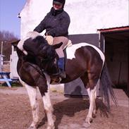 Pinto Kasmir Rugholm **PART**