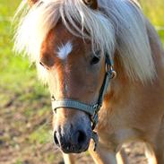 Shetlænder Fifla (Fiffi)