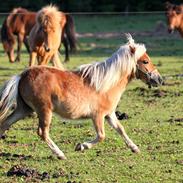 Shetlænder Fifla (Fiffi)