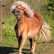 Shetlænder Fifla (Fiffi)