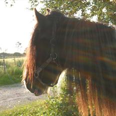 Tinker Shakila´s Shadow