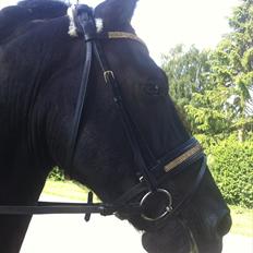 Frieser Zafir * Den bedste*<3