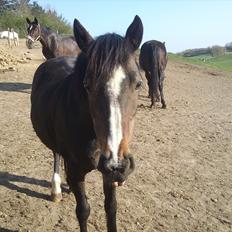 Welsh Pony af Cob-type (sec C) Fanny "Kommer til at savne dig"