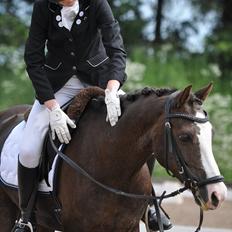 Welsh Pony (sec B) Sylvan's Rivaldo SOLGT:'(