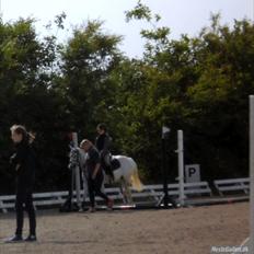 Anden særlig race silva