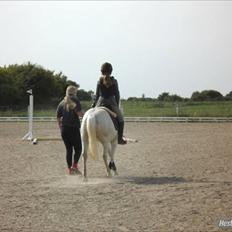 Anden særlig race silva