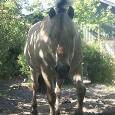 Fjordhest Nelle