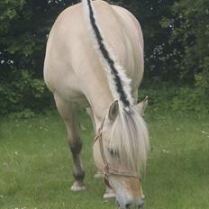 Fjordhest Nelle