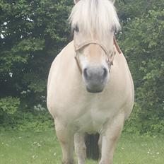 Fjordhest Nelle