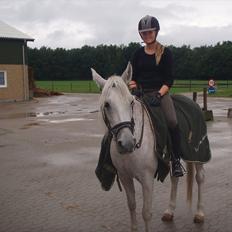 Shagya Araber (SH) Arabiens Mahayia FLYTTET