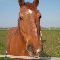 Frederiksborg Enghavens Rex