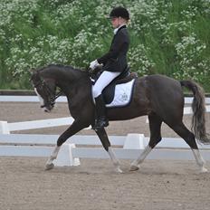 Welsh Pony (sec B) Sylvan's Rivaldo SOLGT:'(