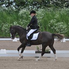 Welsh Pony (sec B) Sylvan's Rivaldo SOLGT:'(