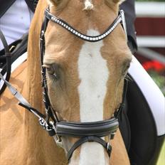 Welsh Cob (sec D) Paddy`s Voice