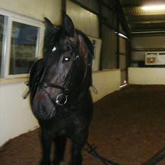 Dansk Varmblod Duet (solgt)