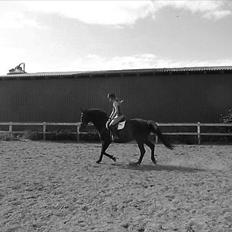 Dansk Varmblod Duet (solgt)