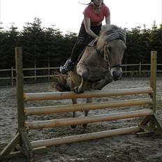 Fjordhest Frej | Kragelund