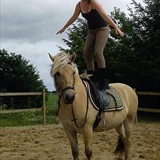 Fjordhest Frej | Kragelund