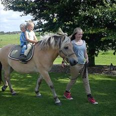 Fjordhest Frej | Kragelund