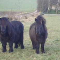 Shetlænder Mini elsket og savne(RIP):'(