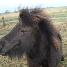 Shetlænder Mini elsket og savne(RIP):'(