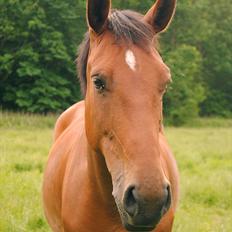 Anden særlig race Coco