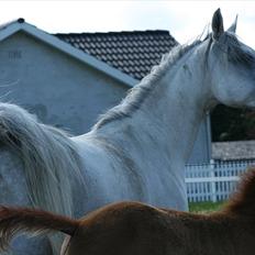 Arabisk fuldblod (OX) Carisma Bint Psaida - UDLÅNT