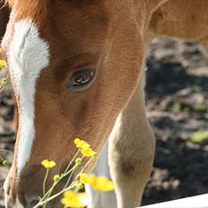 Arabisk fuldblod (OX) Castello APN - SOLGT - RIP 2017