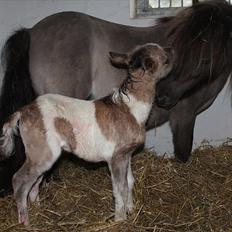 Shetlænder Pindstruphavens Nando