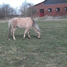 Welsh Pony (sec B) HÅBETS GOLDEN SON