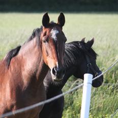 Anden særlig race Lotus
