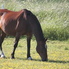 Anden særlig race Lotus